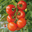 Rajče velkoplodé 'Philona' F1 - Lycopersicon esculentum 'Philona' F1