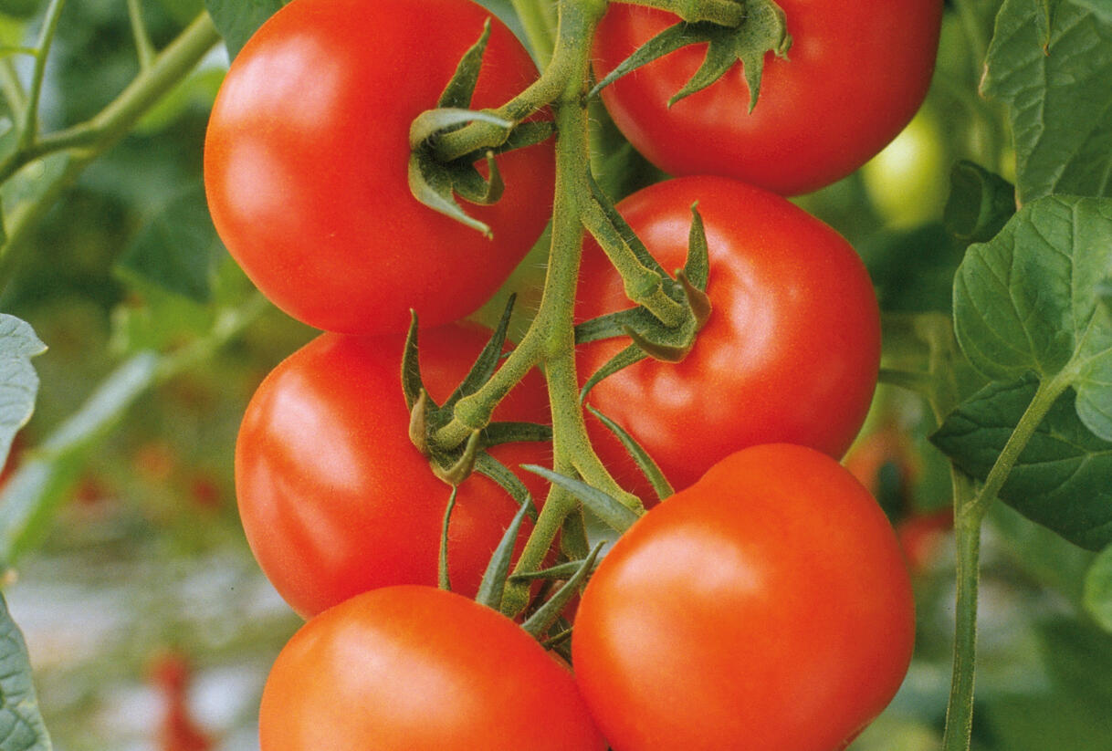 Rajče velkoplodé 'Philona' F1 - Lycopersicon esculentum 'Philona' F1