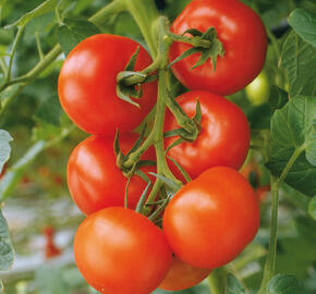 Rajče velkoplodé 'Philona' F1
