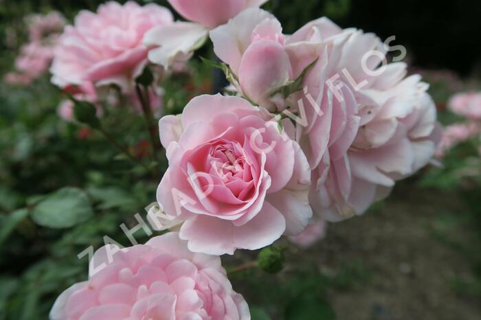 Růže mnohokvětá Meilland 'Bonica 82' - Rosa MK 'Bonica 82'