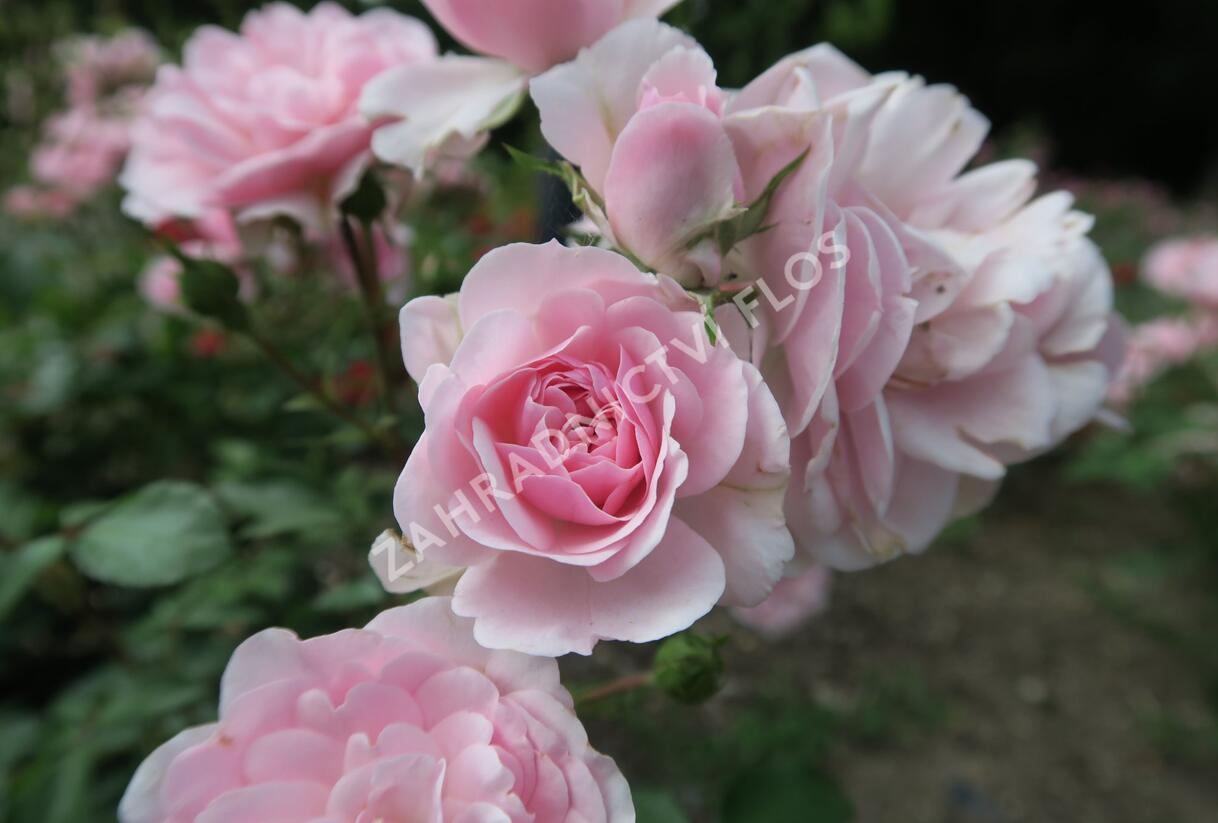 Růže mnohokvětá Meilland 'Bonica 82' - Rosa MK 'Bonica 82'