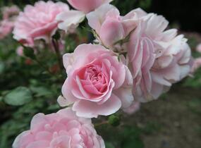 Růže mnohokvětá Meilland 'Bonica 82' - Rosa MK 'Bonica 82'