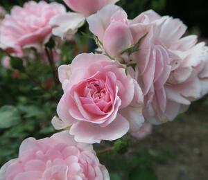 Růže mnohokvětá Meilland 'Bonica 82' - Rosa MK 'Bonica 82'