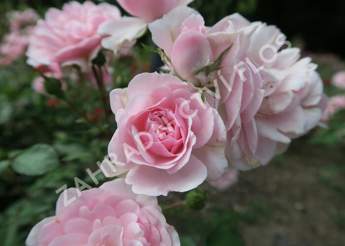 Růže mnohokvětá Meilland 'Bonica 82' - Rosa MK 'Bonica 82'