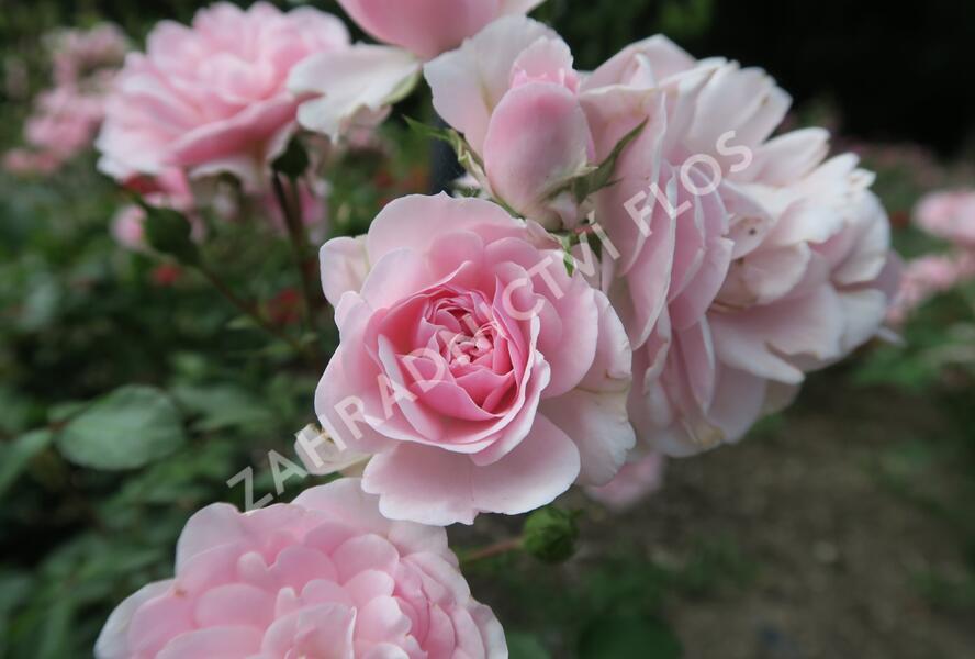 Růže mnohokvětá Meilland 'Bonica 82' - Rosa MK 'Bonica 82'