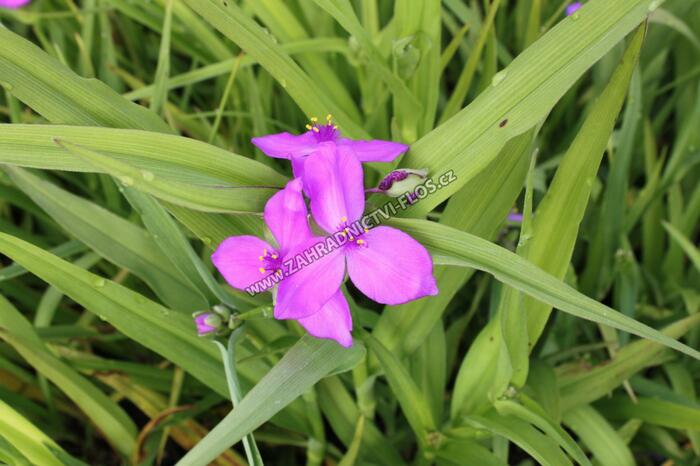 Podeňka Andersonova 'Karminrot' - Tradescantia andersoniana 'Karminrot'