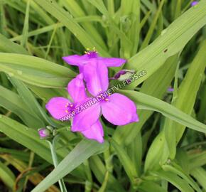 Podeňka Andersonova 'Karminrot' - Tradescantia andersoniana 'Karminrot'