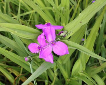 Podeňka Andersonova 'Karminrot'