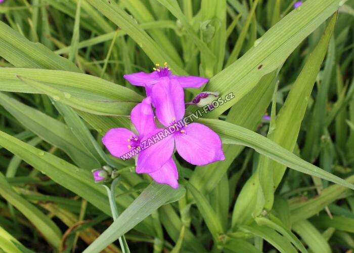 Podeňka Andersonova 'Karminrot' - Tradescantia andersoniana 'Karminrot'