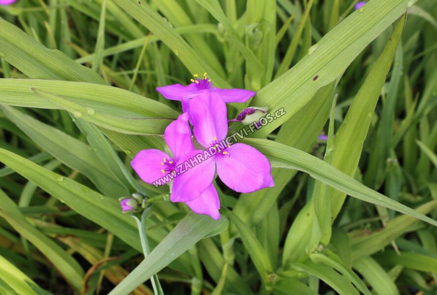 Podeňka Andersonova 'Karminrot' - Tradescantia andersoniana 'Karminrot'