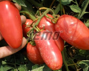 Rajče keříčkové 'Semapeel F1'