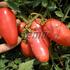 rajce-kerickove-semapeel-f1.jpg