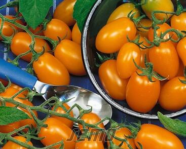 Rajče tyčkové 'Datlo' - datlové