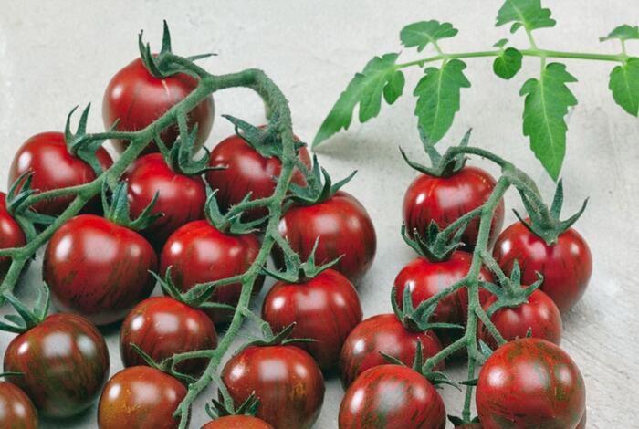 Rajče tyčkové 'Tigrino' - cherry - Lycopersicon esculentum 'Tigrino'