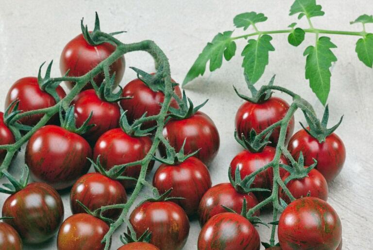 Rajče tyčkové cherry 'Tigrino' - Lycopersicon esculentum 'Tigrino'