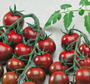 Rajče tyčkové 'Tigrino' - cherry - Lycopersicon esculentum 'Tigrino'