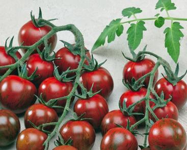 Rajče tyčkové cherry 'Tigrino'
