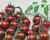 Rajče tyčkové cherry 'Tigrino'