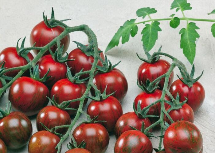 Rajče tyčkové 'Tigrino' - cherry - Lycopersicon esculentum 'Tigrino'