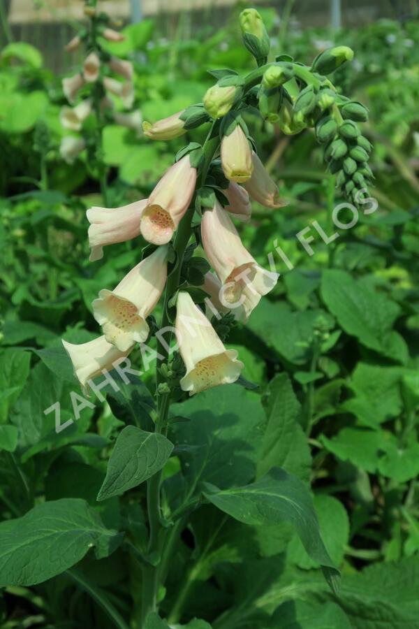 Náprstník červený 'Castor Peach' - Digitalis purpurea 'Castor Peach'
