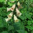 Náprstník červený 'Castor Peach' - Digitalis purpurea 'Castor Peach'