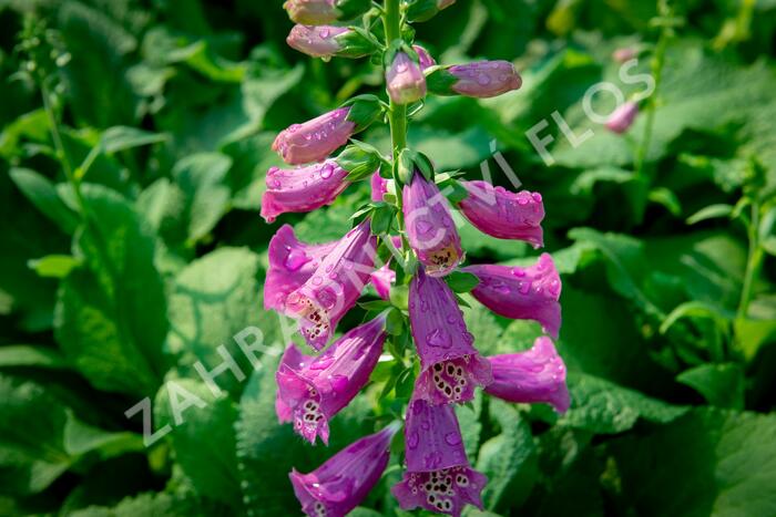 Náprstník červený 'Castor Rose' - Digitalis purpurea 'Castor Rose'
