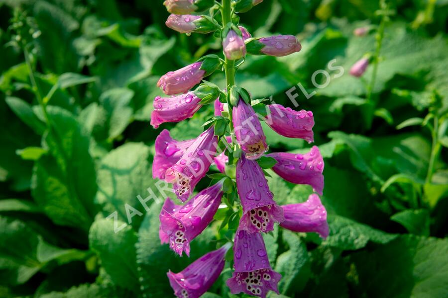 Náprstník červený 'Castor Rose' - Digitalis purpurea 'Castor Rose'