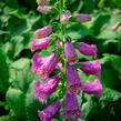 Náprstník červený 'Castor Rose' - Digitalis purpurea 'Castor Rose'
