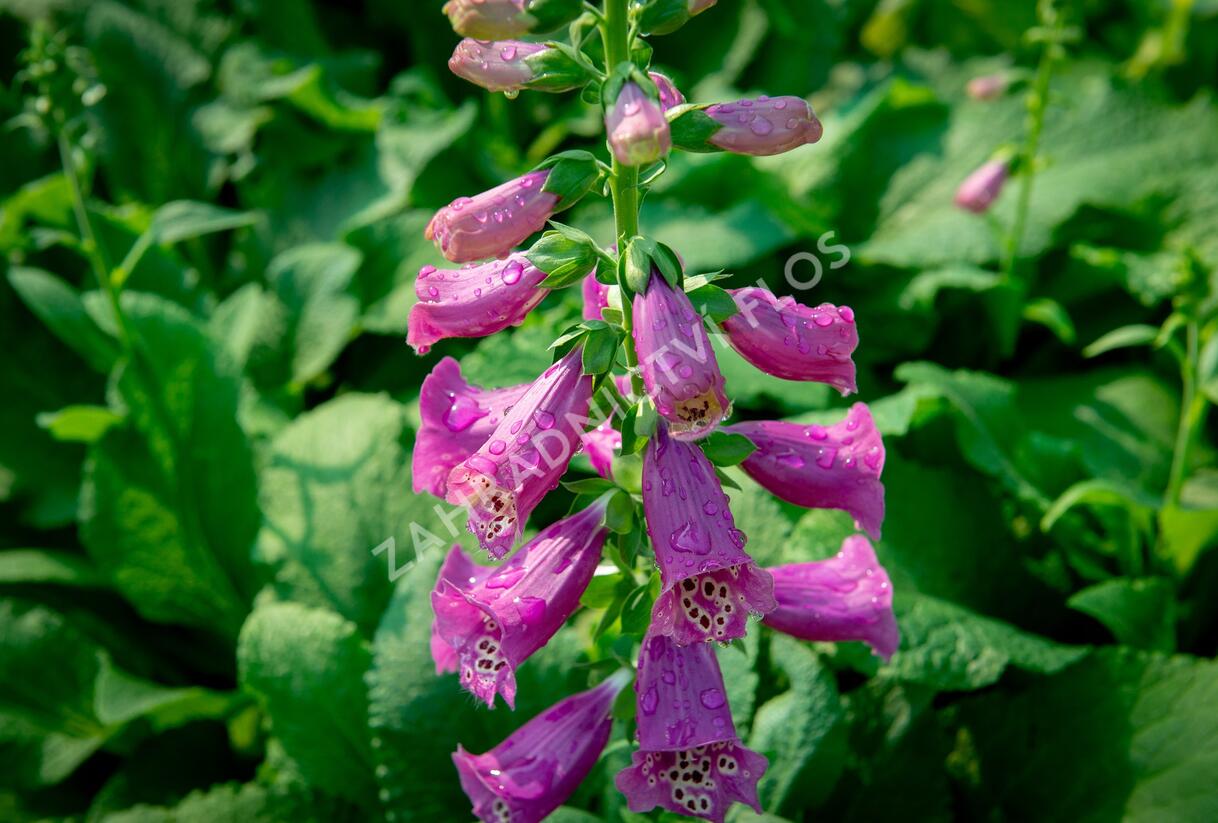 Náprstník červený 'Castor Rose' - Digitalis purpurea 'Castor Rose'