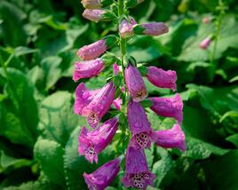 Náprstník červený 'Castor Rose'