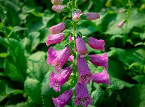 Náprstník červený 'Castor Rose' - Digitalis purpurea 'Castor Rose'