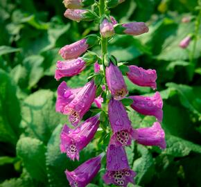 Náprstník červený 'Castor Rose' - Digitalis purpurea 'Castor Rose'