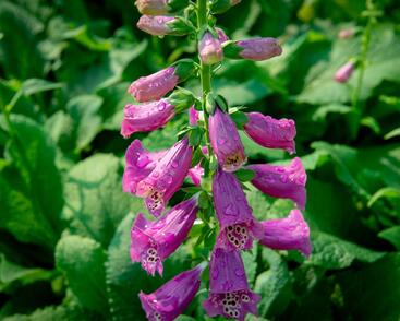 Náprstník červený 'Castor Rose'