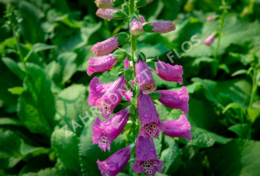 Náprstník červený 'Castor Rose' - Digitalis purpurea 'Castor Rose'