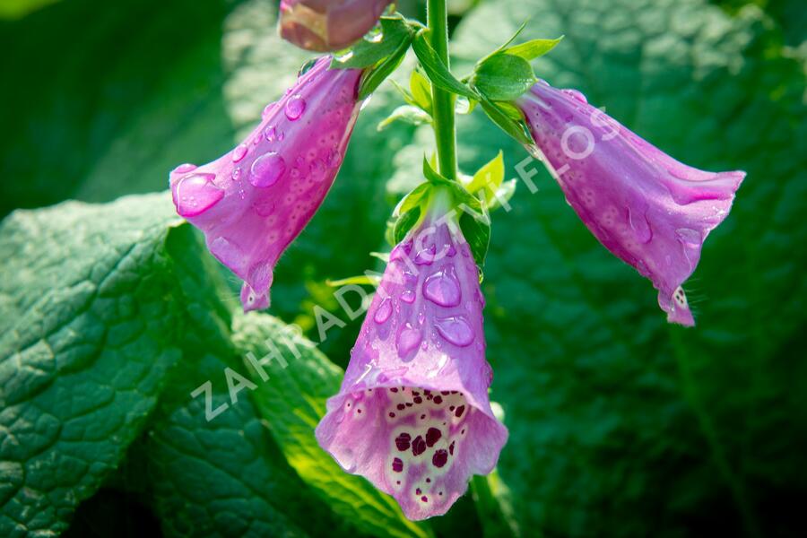 Náprstník červený 'Castor Rose' - Digitalis purpurea 'Castor Rose'