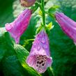 Náprstník červený 'Castor Rose' - Digitalis purpurea 'Castor Rose'