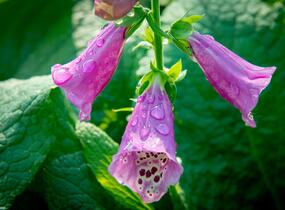 Náprstník červený 'Castor Rose' - Digitalis purpurea 'Castor Rose'