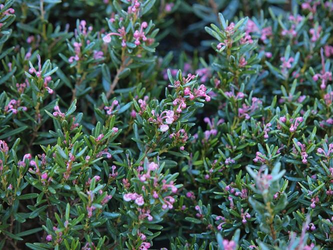 Kyhanka bažinná - Andromeda polifolia