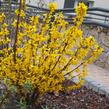 Zlatice prostřední 'Goldrausch' - Forsythia intermedia 'Goldrausch'