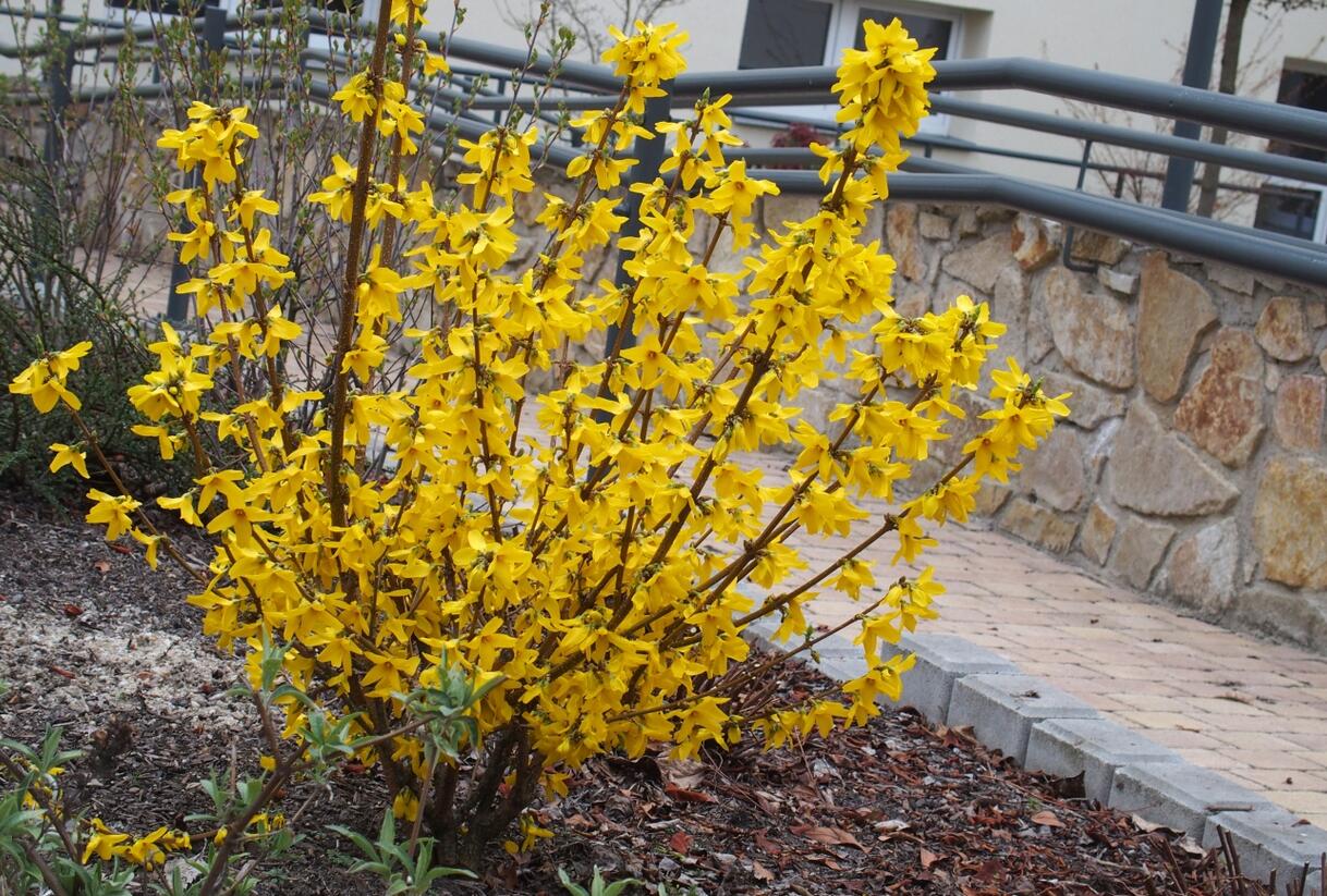 Zlatice prostřední, zlatý déšť 'Goldrausch' - Forsythia intermedia 'Goldrausch'