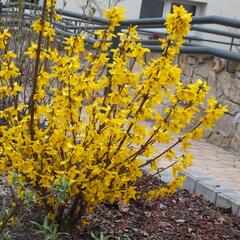Zlatice prostřední 'Goldrausch' - Forsythia intermedia 'Goldrausch'