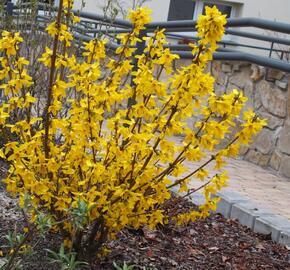Zlatice prostřední, zlatý déšť 'Goldrausch' - Forsythia intermedia 'Goldrausch'