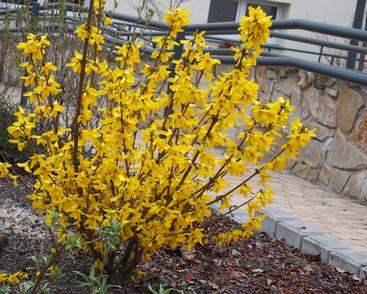Zlatice prostřední, zlatý déšť 'Goldrausch'
