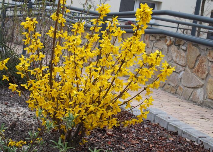 Zlatice prostřední 'Goldrausch' - Forsythia intermedia 'Goldrausch'