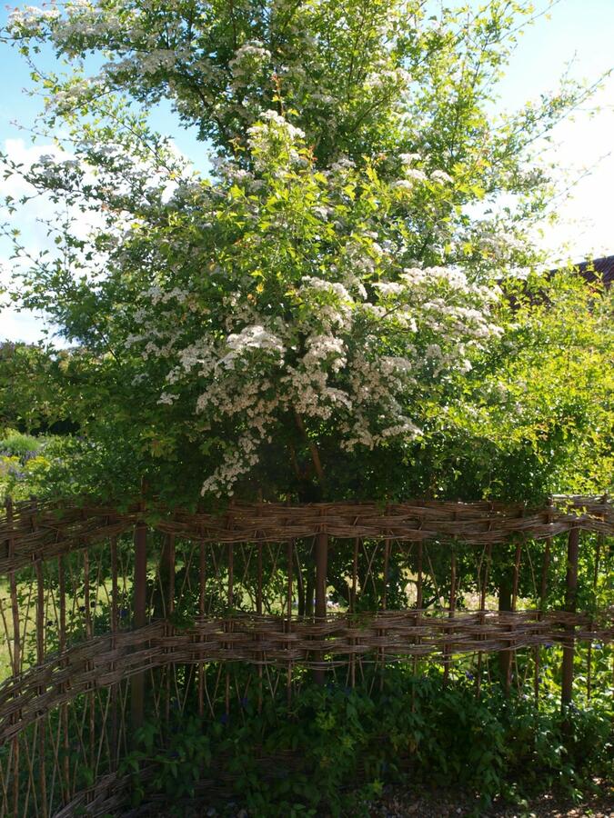 Hloh obecný - Crataegus laevigata