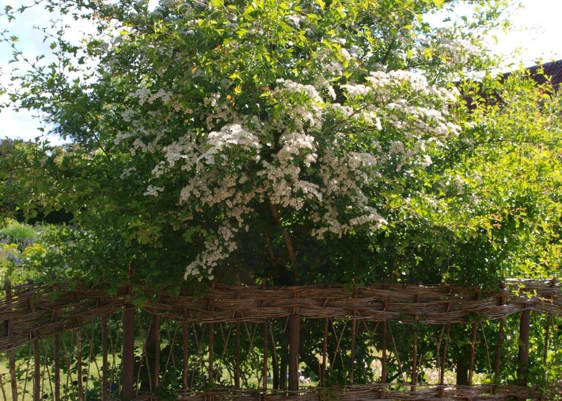 Hloh obecný - Crataegus laevigata