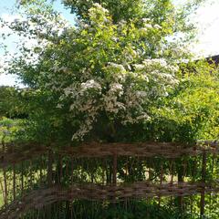 Hloh obecný - Crataegus laevigata