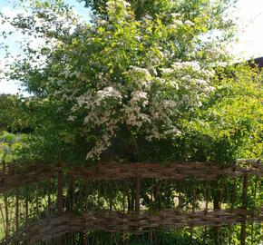 Hloh obecný - Crataegus laevigata