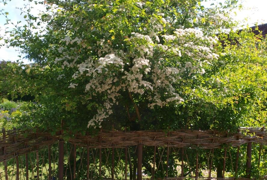 Hloh obecný - Crataegus laevigata