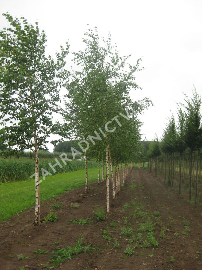 Bříza bělokorá - Betula pendula